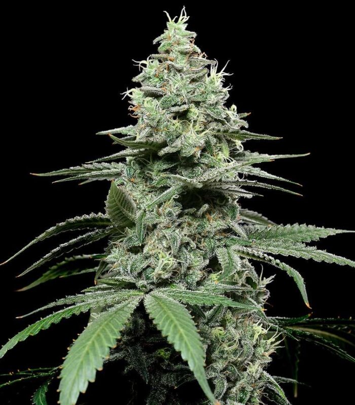 Sementes feminizadas SunSet Pie – Cookies Seed Bank