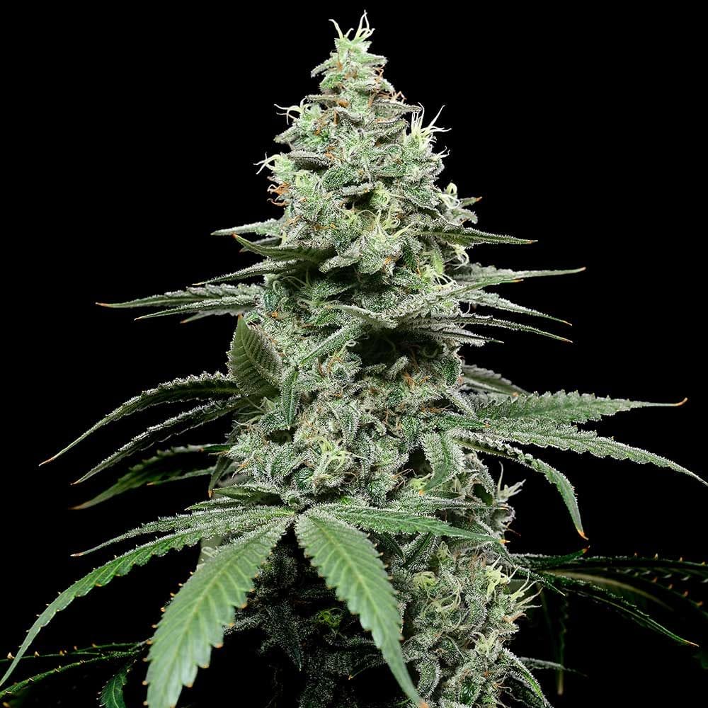 Sementes feminizadas SunSet Pie – Cookies Seed Bank