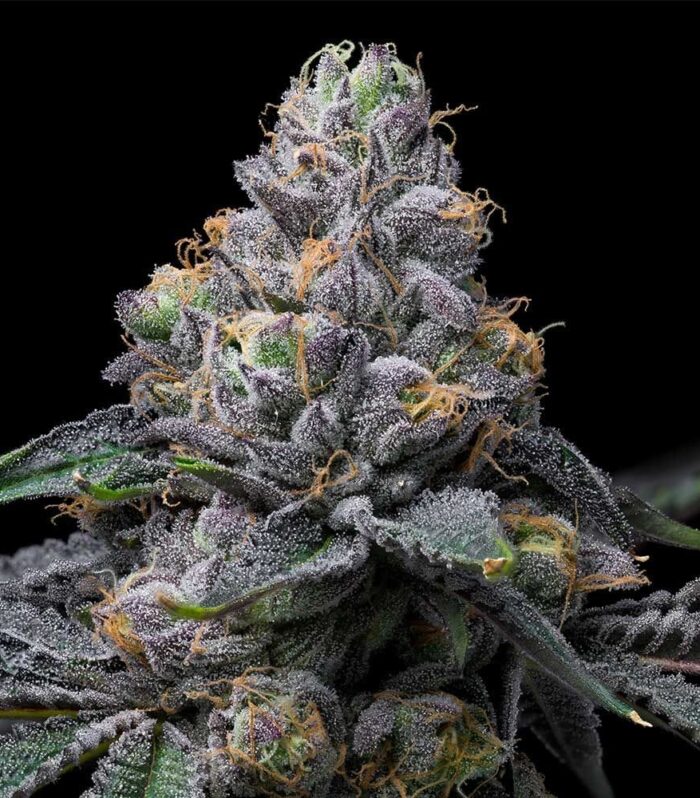 Sementes feminizadas Sunset Sherb x Hollywood – Cookies Seed Bank