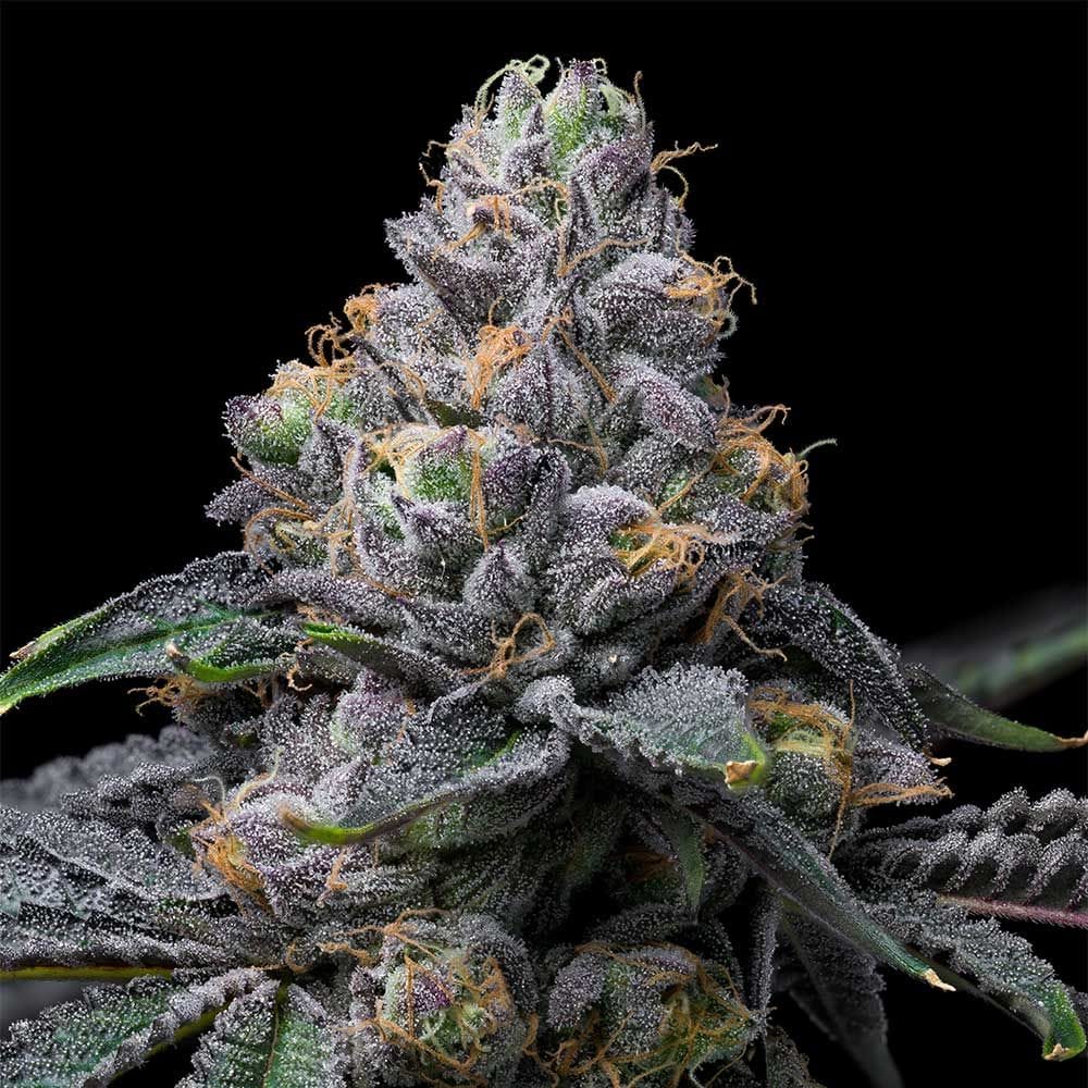 Sementes feminizadas Sunset Sherb x Hollywood – Cookies Seed Bank