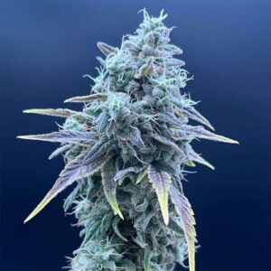 Sweet Pink Grapefruit x Grape Sunshine - Common Wealth Seed Co