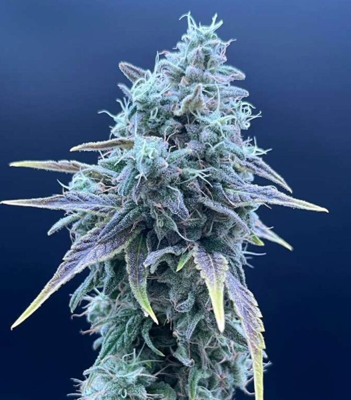 Sementes feminizadas Sweet Pink Grapefruit x Grape Sunshine – Common Wealth