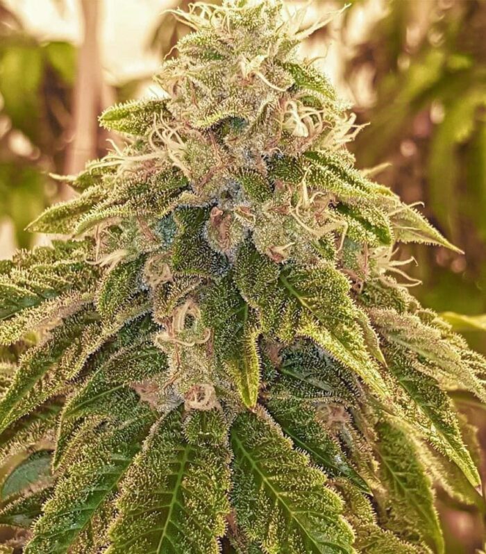 Sementes regulares Sweets by Karma Genetics