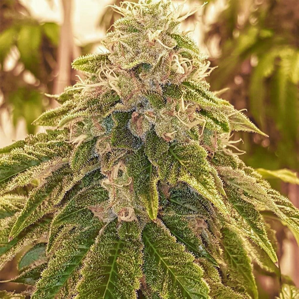 Sementes regulares Sweets by Karma Genetics