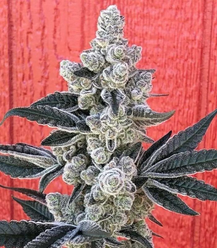Sementes feminizadas Flow State – Symbiotic Genetics