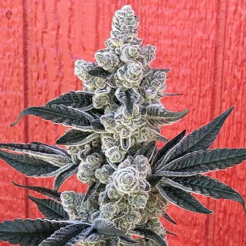 Sementes feminizadas Flow State – Symbiotic Genetics
