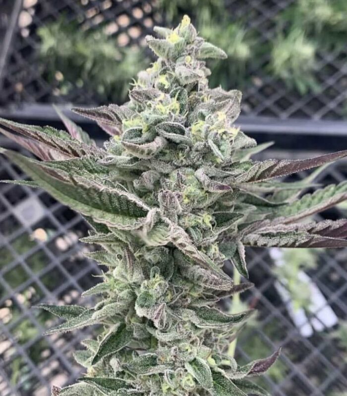 Sementes feminizadas Ginger Mints – Symbiotic Genetics