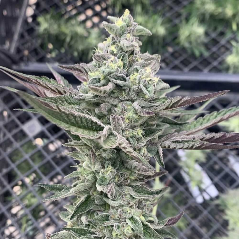 Sementes feminizadas Ginger Mints – Symbiotic Genetics