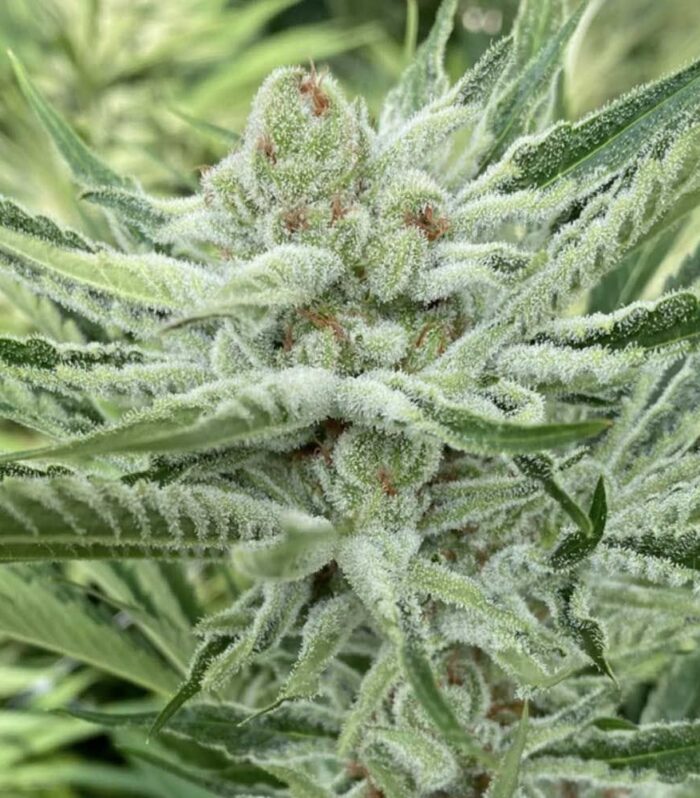 Sementes feminizadas Nam Wah – Symbiotic Genetics