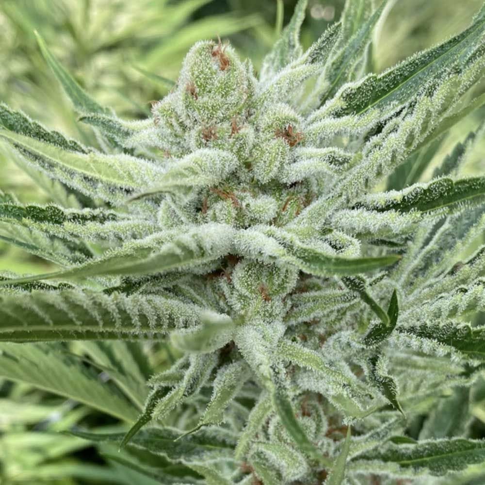 Sementes feminizadas Nam Wah – Symbiotic Genetics