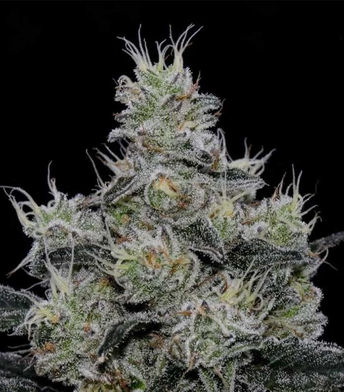 Sementes feminizadas Grease Fire – Symbiotic Genetics