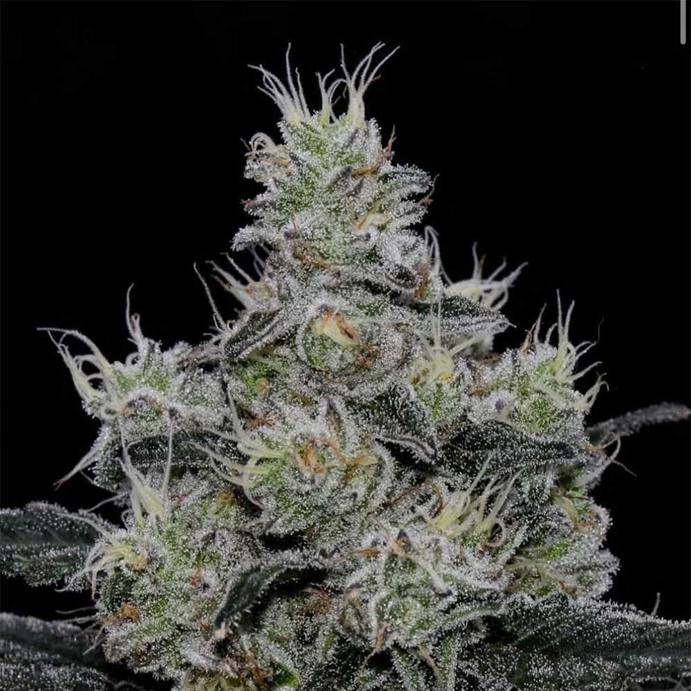 Sementes feminizadas Grease Fire – Symbiotic Genetics