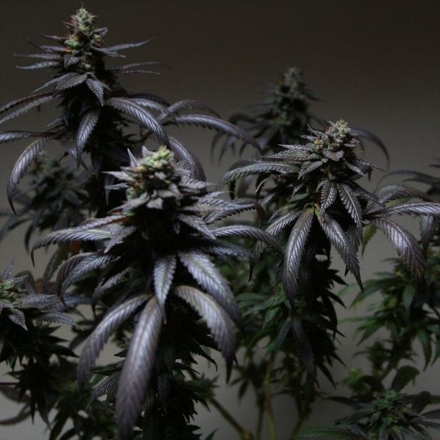 Sementes feminizadas Blue Sherbert S1 Female by The Plug Seedbank