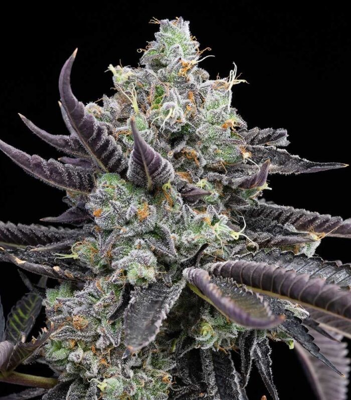 Sementes feminizadas Tie Die – Cookies Seed Bank