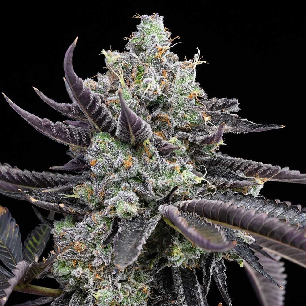 Sementes feminizadas Tie Die – Cookies Seed Bank
