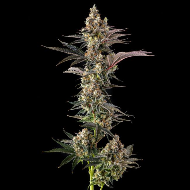 Sementes feminizadas Tostones – Compound Genetics
