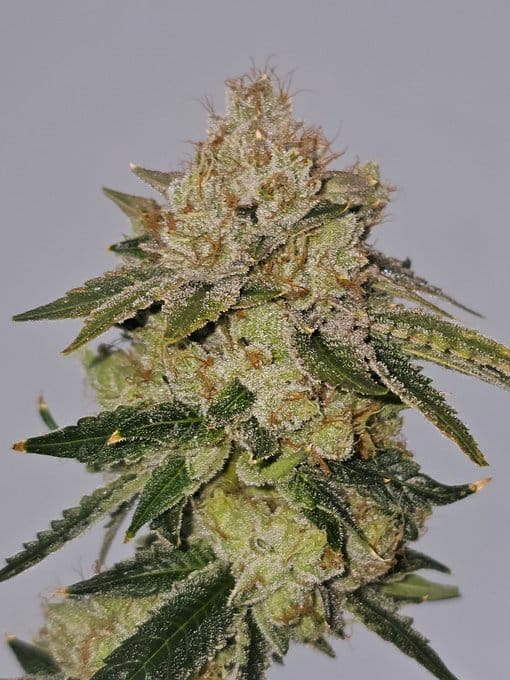 Sementes feminizadas Valley Banger – Karma Genetics