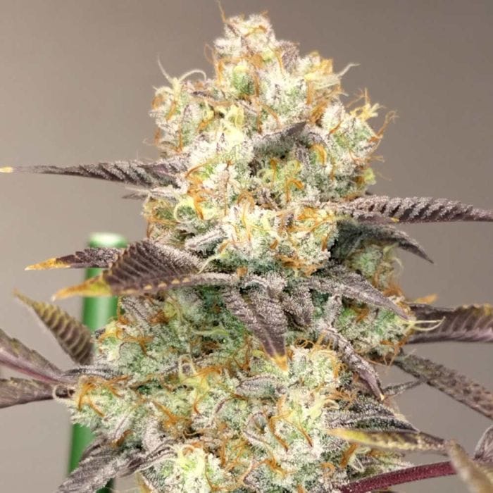 Sementes feminizadas Vitamin Z – Grounded Genetics