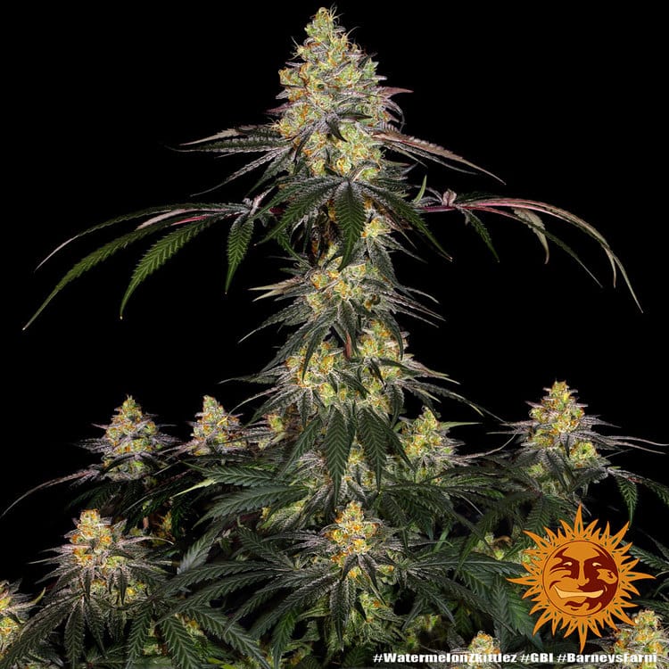Genética de cannabis Watermelon Zkittlez by Barneys Farm – foto 2