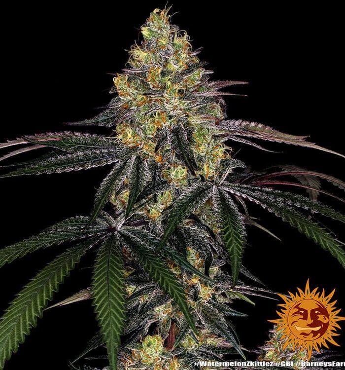 Sementes feminizadas Watermelon Z – Barneys Farm