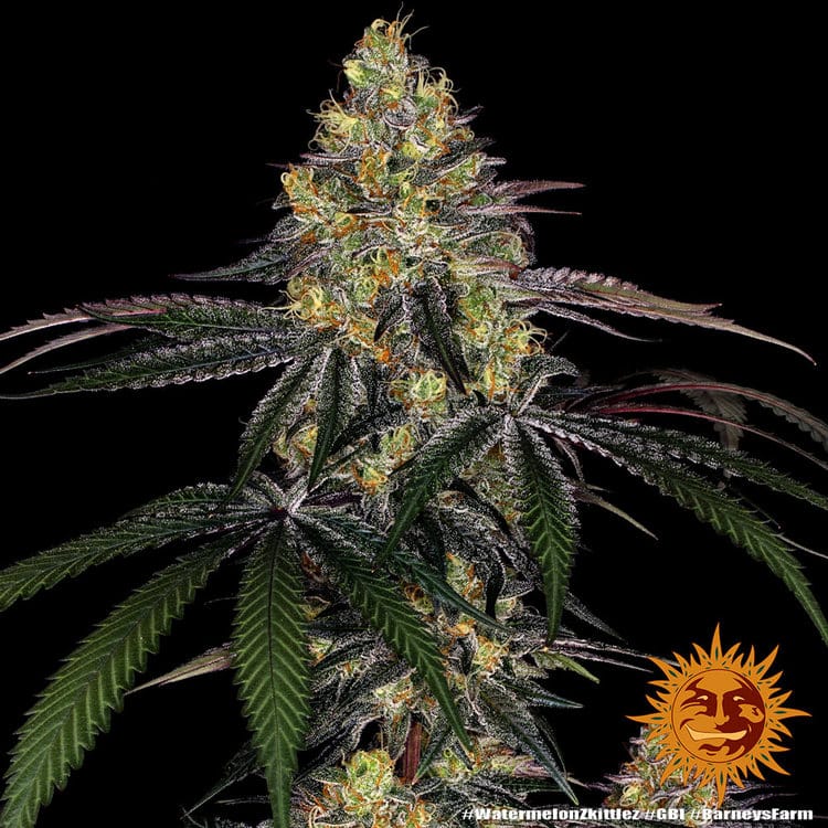 Sementes feminizadas Watermelon Z – Barneys Farm
