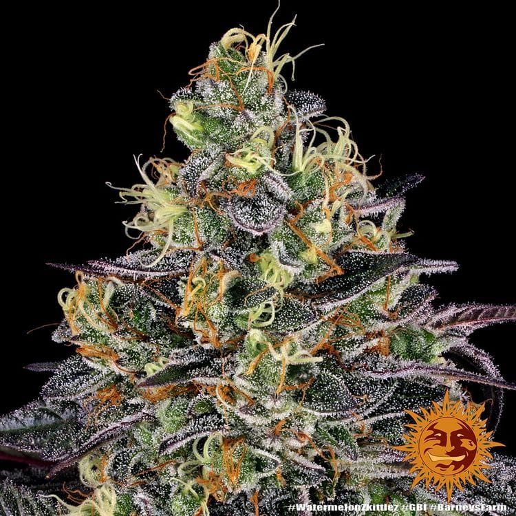 Genética de cannabis Watermelon Z – Barneys Farm – foto 2