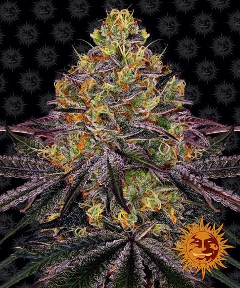 Sementes feminizadas Watermelon Zkittlez by Barneys Farm