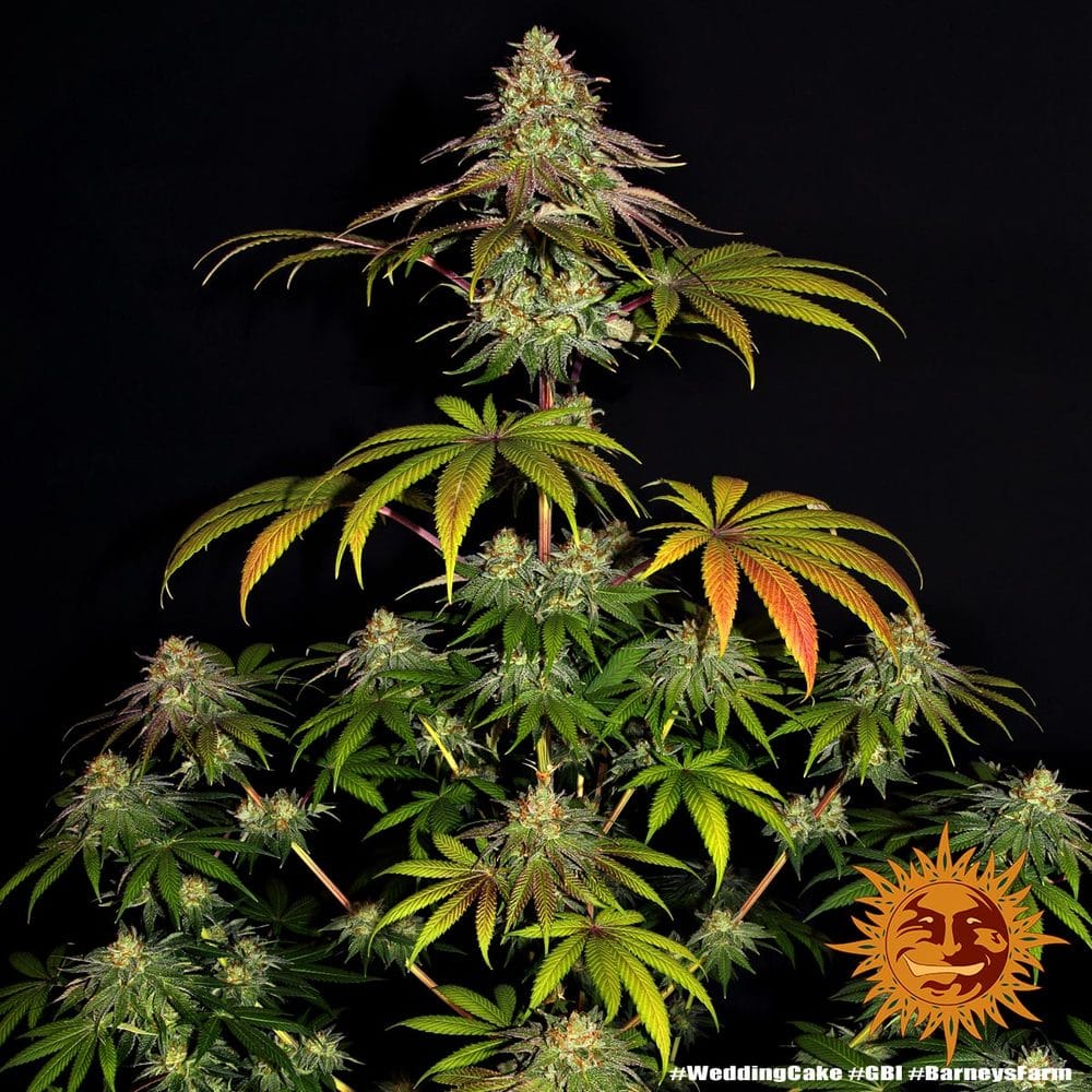 Genética de cannabis Wedding Cake – Barneys Farm – foto 2
