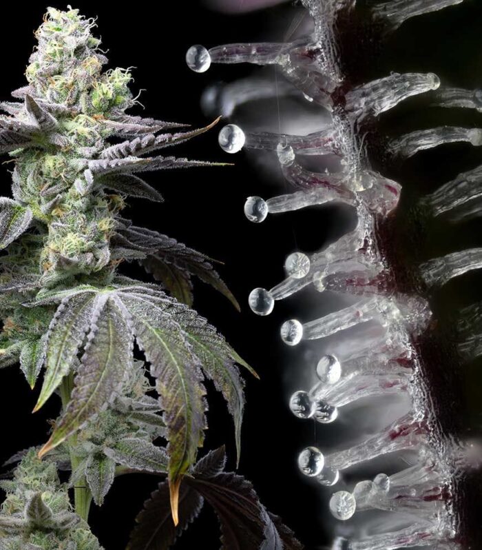 Sementes feminizadas Wet Wet – Cookies Seed Bank