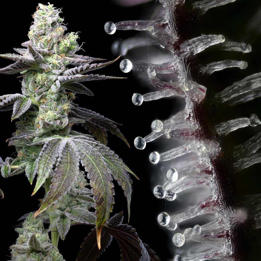 Sementes feminizadas Wet Wet – Cookies Seed Bank