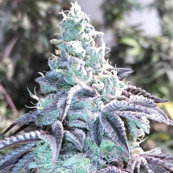 Sementes feminizadas Z Pointer – Grounded Genetics