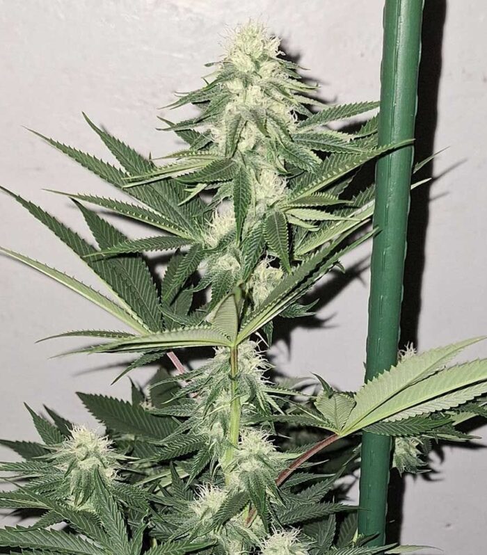 Sementes regulares Zi Fritter – Karma Genetics
