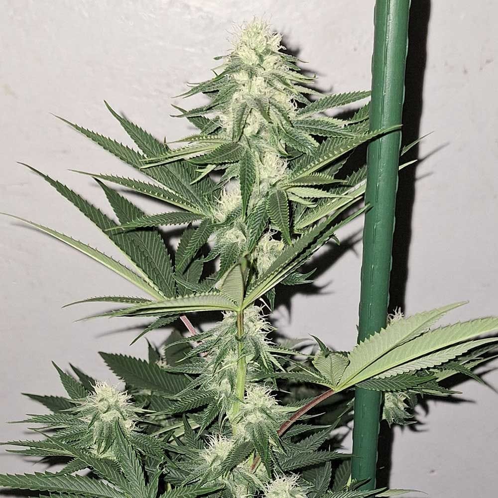 Sementes regulares Zi Fritter – Karma Genetics