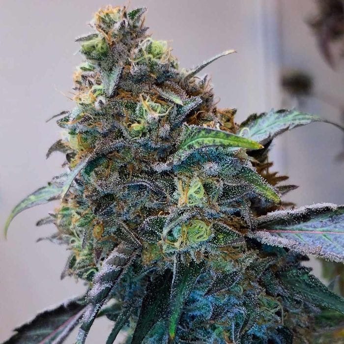 Sementes feminizadas Zilk Road – Grounded Genetics
