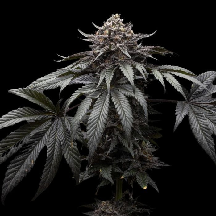 Sementes feminizadas Direwolf – Ziplock Seeds