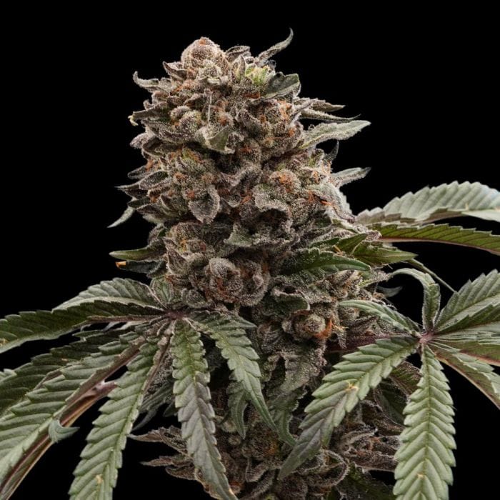 Sementes feminizadas Hawaiian Mist – Ziplock Seeds