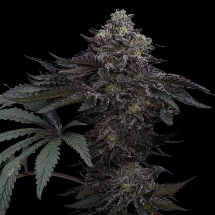Sementes feminizadas Lazer Wolf BX – Ziplock Seeds