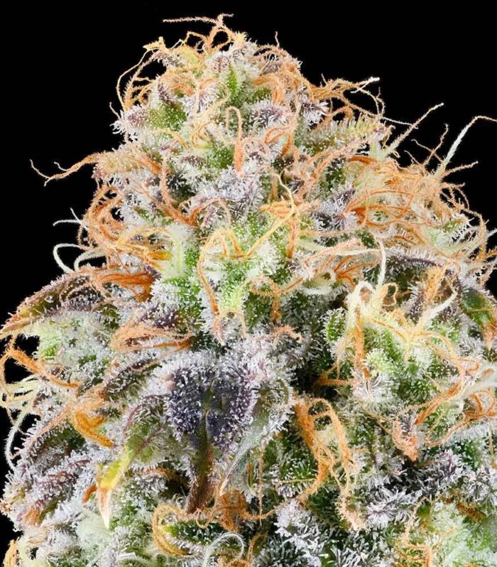 Sementes feminizadas Zkunk – Grounded Genetics