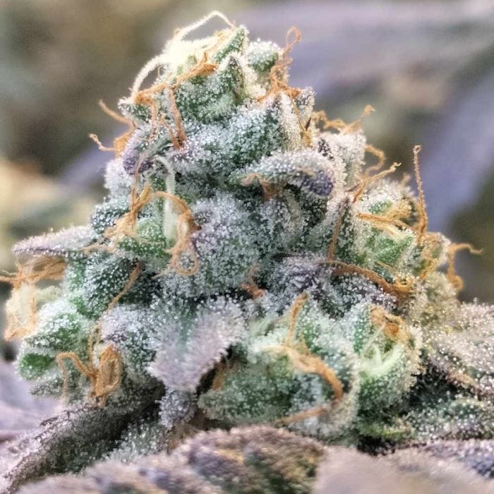 Sementes feminizadas Zlurpi – Grounded Genetics