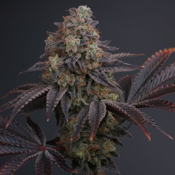 Sementes regulares Zowahh V2.0 – Karma Genetics