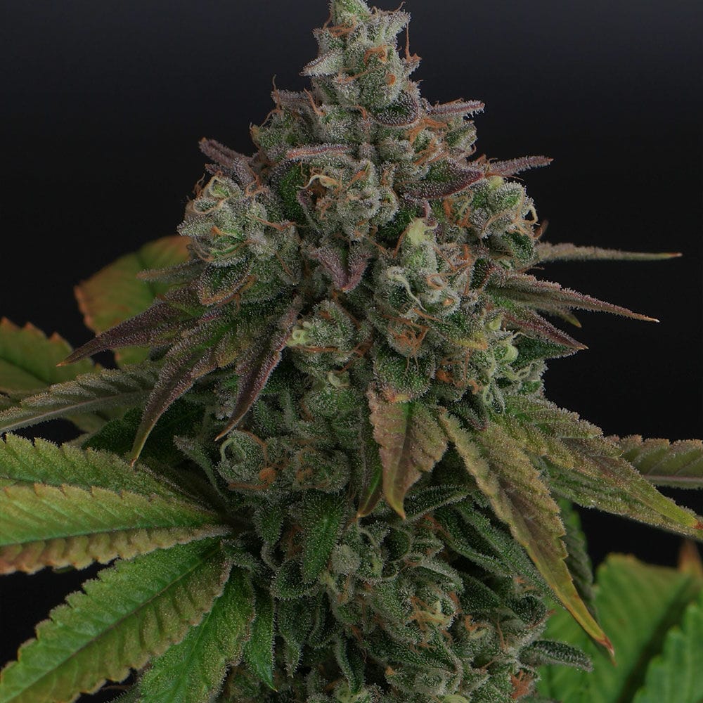 Genética de cannabis Zowahh V2.0 – Karma Genetics – foto 2