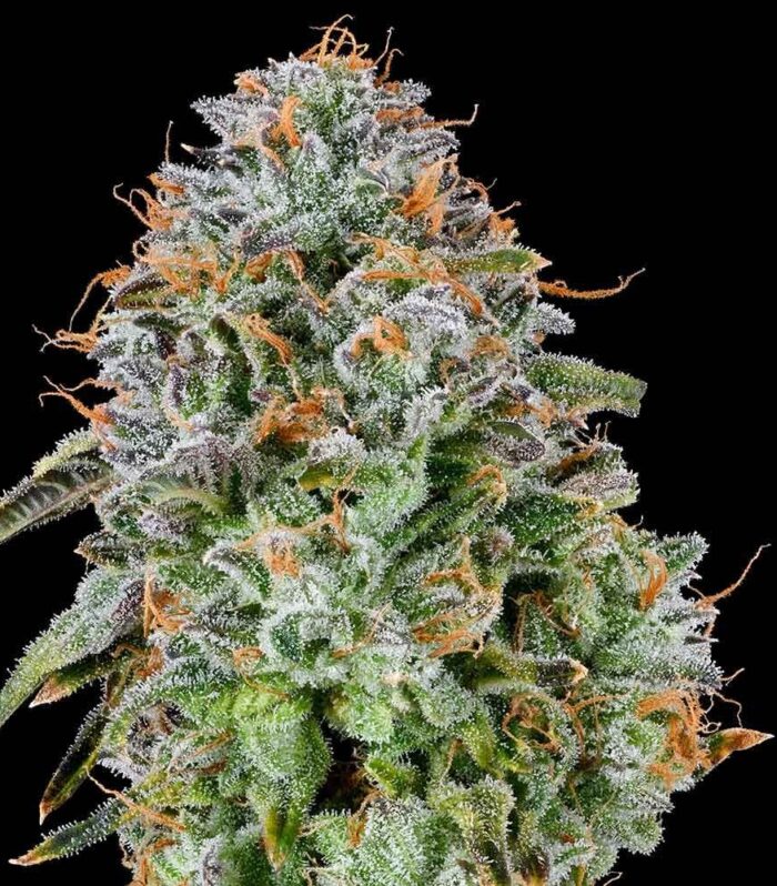 Sementes feminizadas Zunami – Grounded Genetics