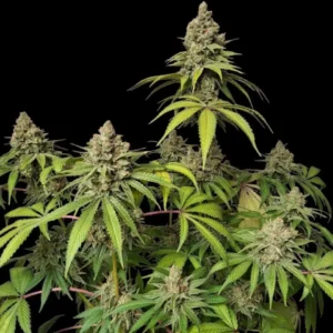 Citrus Zplash – Zmoothiez