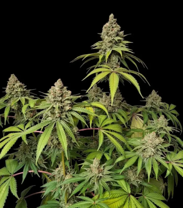 Sementes feminizadas Citrus Zplash – Zmoothiez Genetics