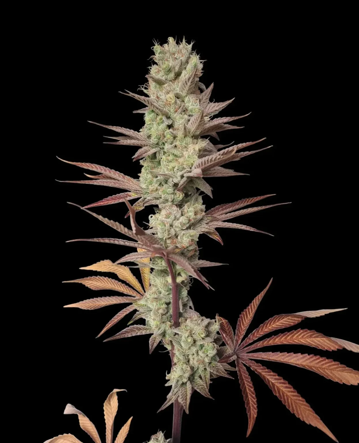 Sementes feminizadas Eleven Orangez – Zmoothiez Genetics
