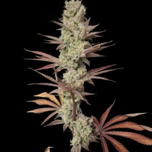 Eleven Orangez – Zmoothiez