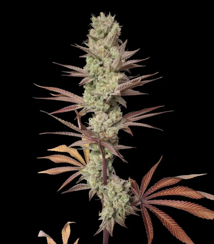 Sementes feminizadas Eleven Orangez – Zmoothiez Genetics