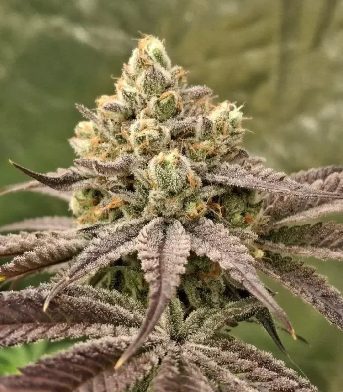 Sementes feminizadas Papayana Nectar – Zmoothiez Genetics