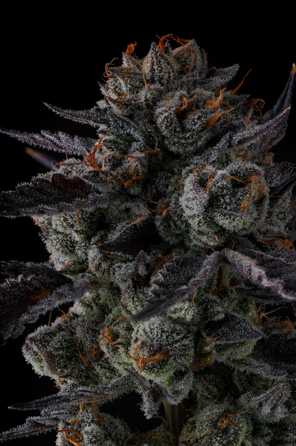 Sementes feminizadas Any Day – Compound Genetics