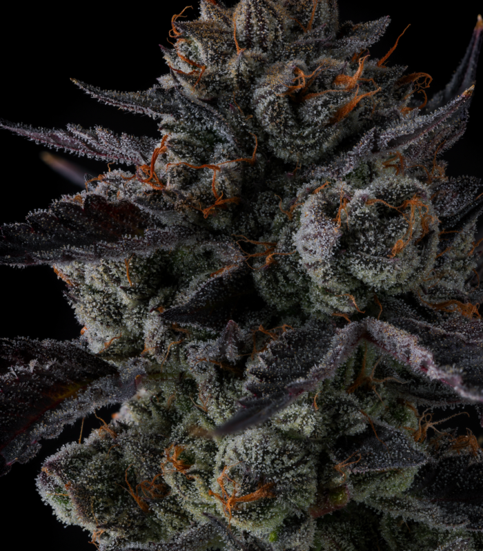 Sementes feminizadas Any Day – Compound Genetics